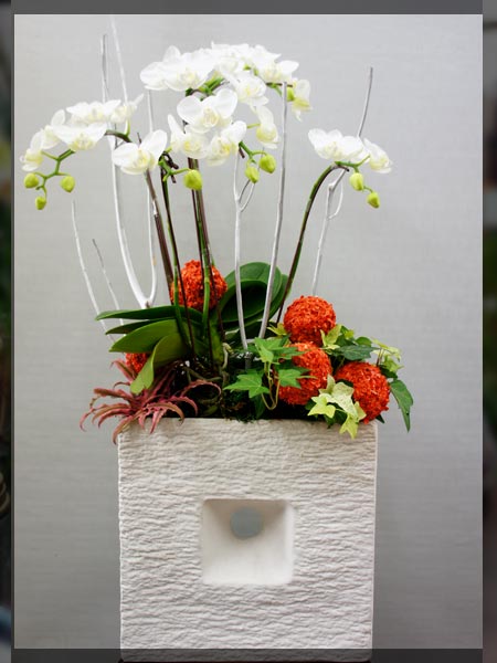 白色迷你兰花桌上型盆花